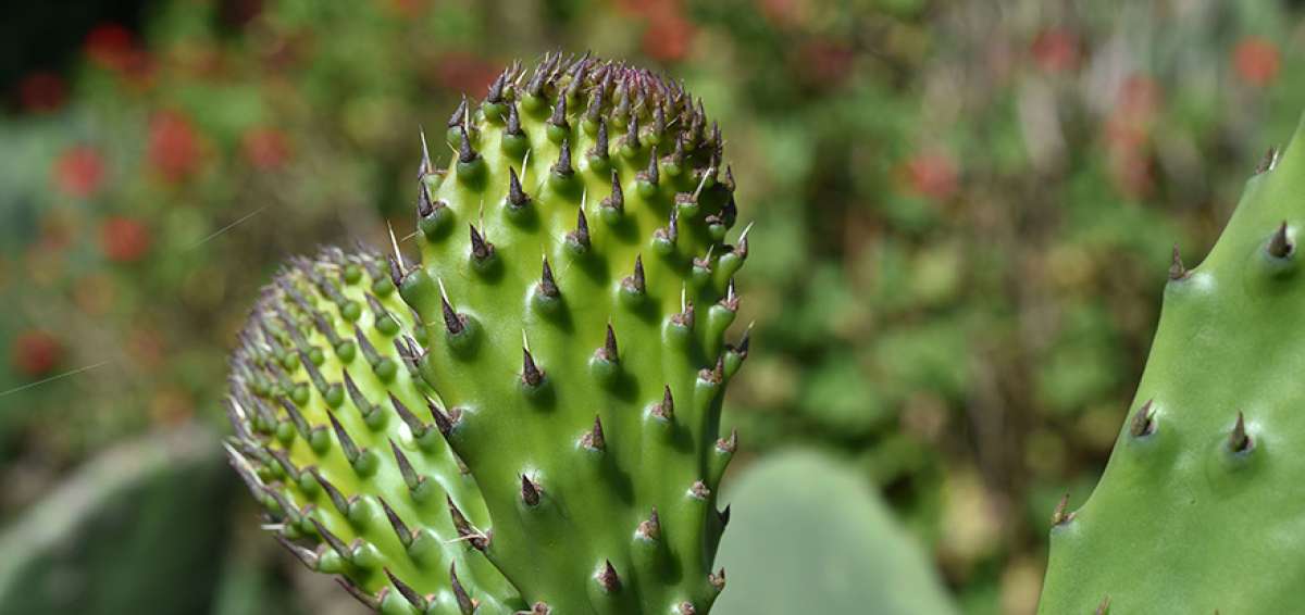 El nopal pasa de manjar a generador el&eacute;ctrico