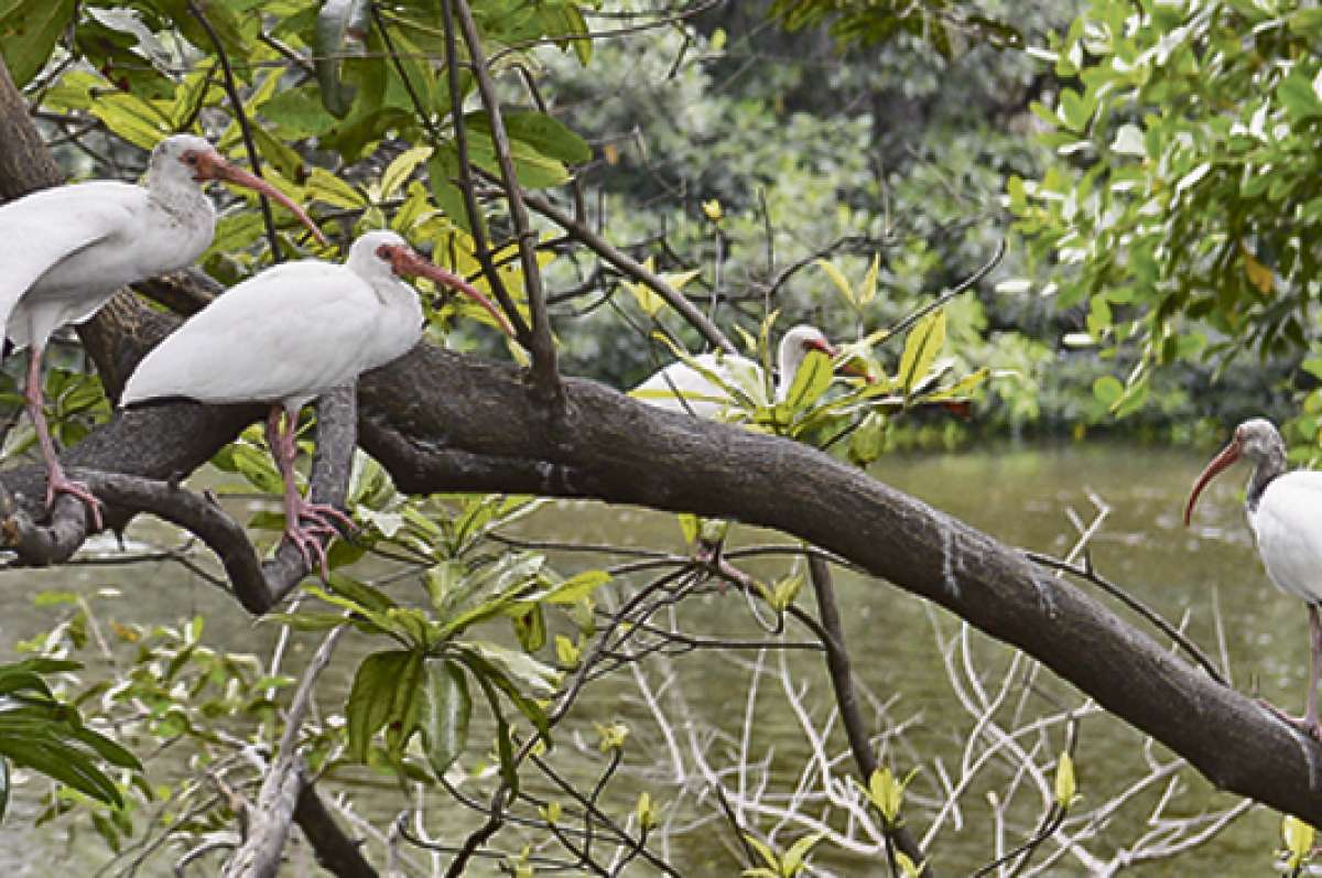 El Ibis Blanco es una ave nativa de Guayas que se puede observar en las riberas del Estero Salado. Foto: Jos&eacute; Mor&aacute;n.