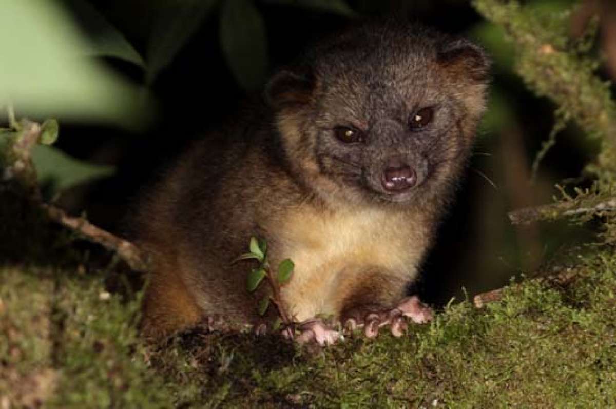 El olinguito encabeza el top 10 de especies halladas en 2013