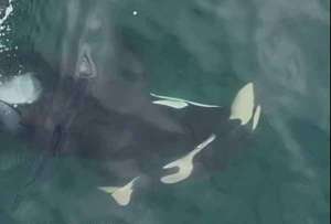 Consternación en el Pacífico: orca madre empuja a su cría muerta en señal de duelo