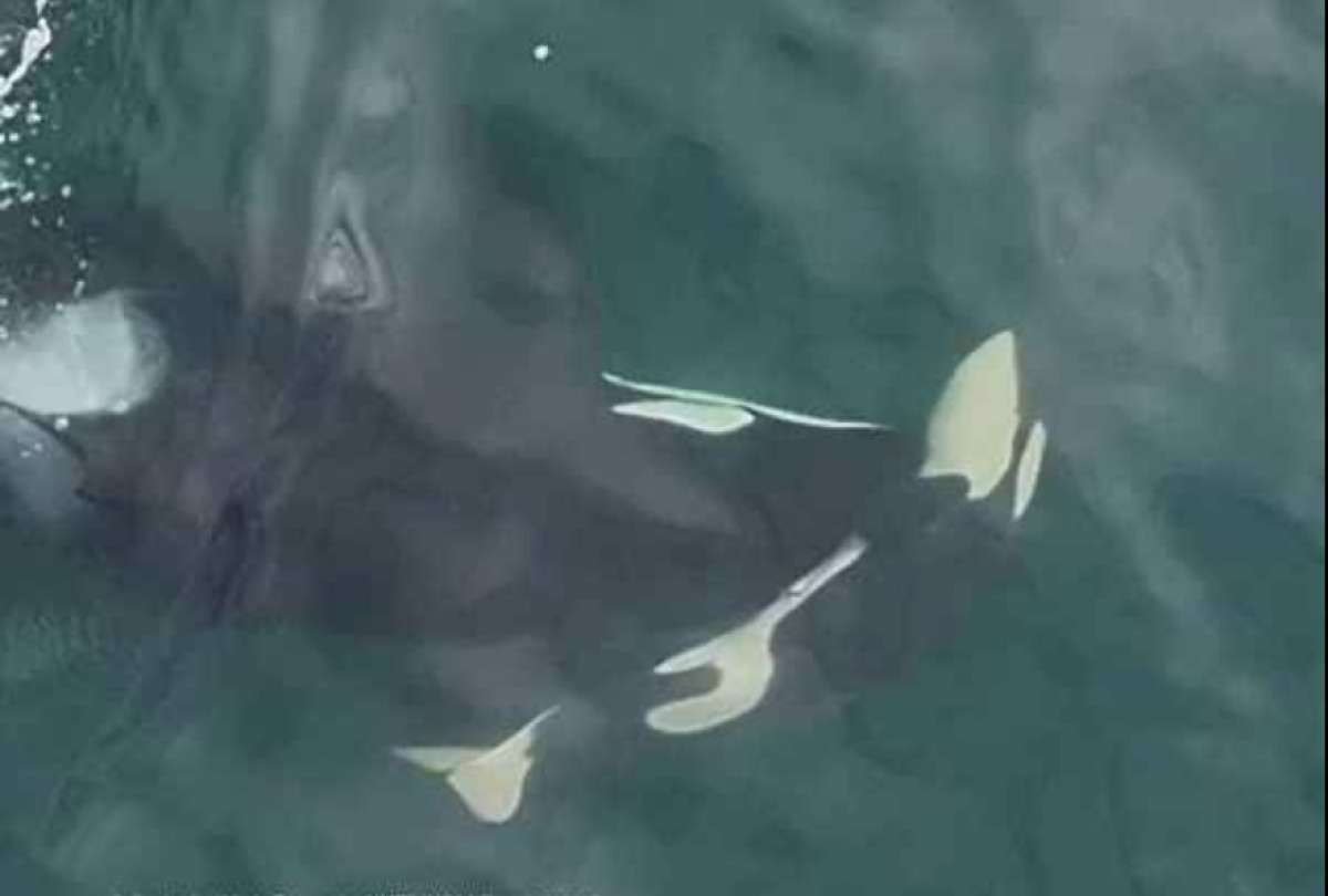 Consternación en el Pacífico: orca madre empuja a su cría muerta en señal de duelo