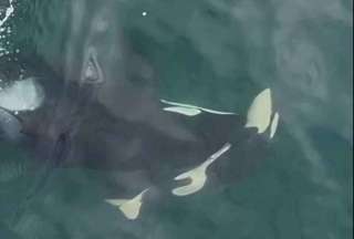 Consternación en el Pacífico: orca madre empuja a su cría muerta en señal de duelo