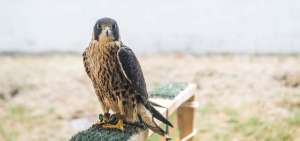 Alux, un halc&oacute;n peregrino, est&aacute; en proceso de amansamiento para, dentro de un mes, empezar a volar.