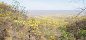 Los guayacanes que florecen en Loja se encuentran en la reserva del bosque suroccidental, que se comparte con Per&uacute;.