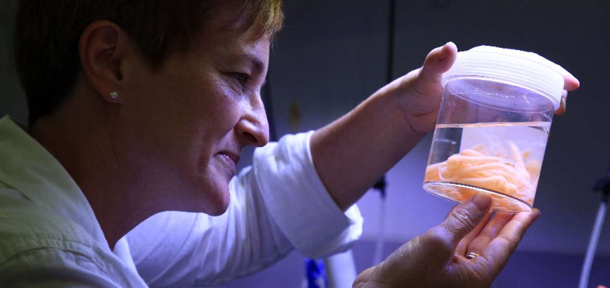 La doctora Cherie Motti, responsable de la investigaci&oacute;n, observa la especie en el laboratorio del Instituto Australiano de Ciencias Marinas.  