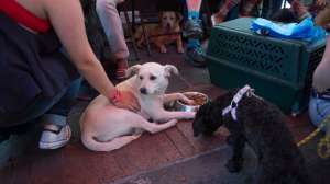 El cuidado de las mascotas tambi&eacute;n es responsabilidad de sus propietarios. Foto: Archivo / El Tel&eacute;grafo