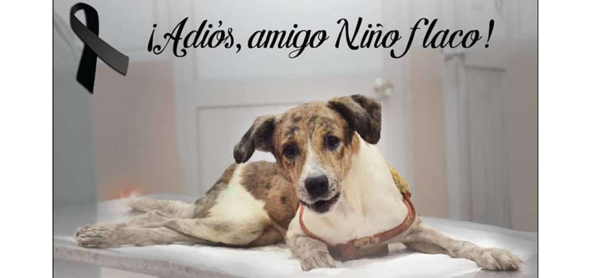 En la p&aacute;gina de URRA Guayas se confirm&oacute; el deceso del perro, quien se convirti&oacute; en un s&iacute;mbolo de la lucha contra el maltrato animal. 
