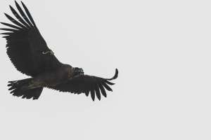 Tras su rescate, el c&oacute;ndor fue liberado en julio en la Reserva Biol&oacute;gica Antisanilla, provincia de Pichincha. Foto: Archivo