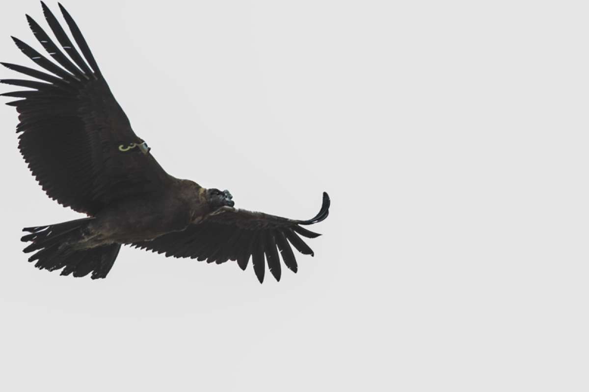 Tras su rescate, el c&oacute;ndor fue liberado en julio en la Reserva Biol&oacute;gica Antisanilla, provincia de Pichincha. Foto: Archivo