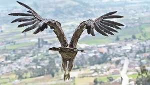 El c&oacute;ndor &lsquo;Polito&rsquo; fue liberado en la misma zona donde se lo encontr&oacute;, porque posiblemente en el &aacute;rea habita tambi&eacute;n su madre. Foto: Andr&eacute;s Darquea | El Tel&eacute;grafo