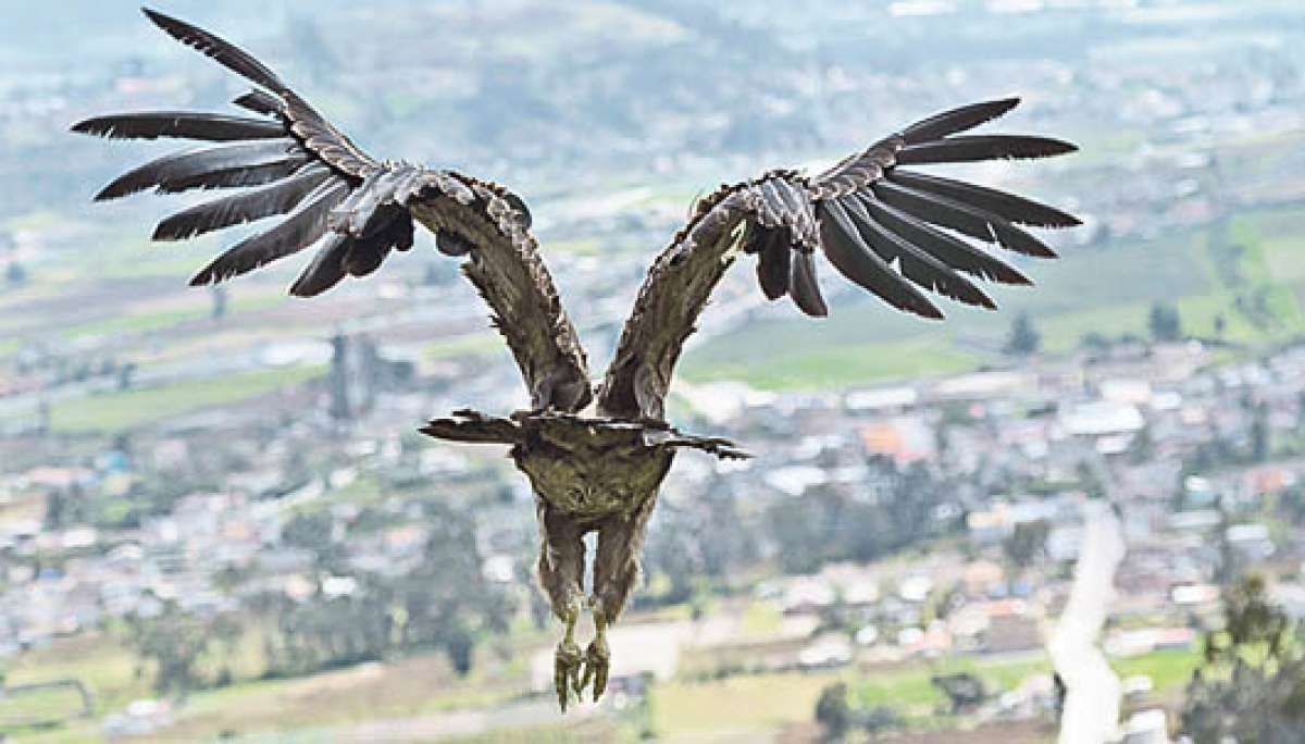El c&oacute;ndor &lsquo;Polito&rsquo; fue liberado en la misma zona donde se lo encontr&oacute;, porque posiblemente en el &aacute;rea habita tambi&eacute;n su madre. Foto: Andr&eacute;s Darquea | El Tel&eacute;grafo