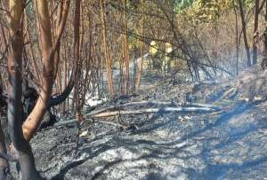 Los incendiós en la capital han consumido varias hectáreas de bosques. 