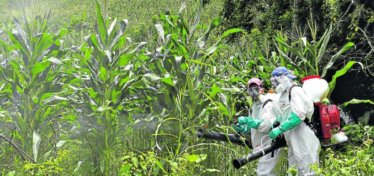 Las fumigaciones de los maizales afectados por plagas se intensifican en los sectores de mayor incidencia.