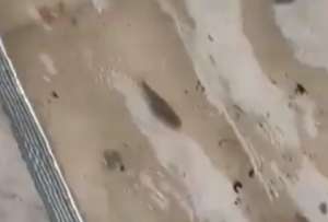 Peces aparecen en las calles de Guayaquil tras inundaciones