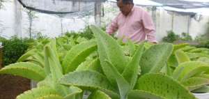 Sebasti&aacute;n Arcentales tiene un vivero en el cant&oacute;n Dur&aacute;n, provincia del Guayas. Da empleo a 40 personas.
