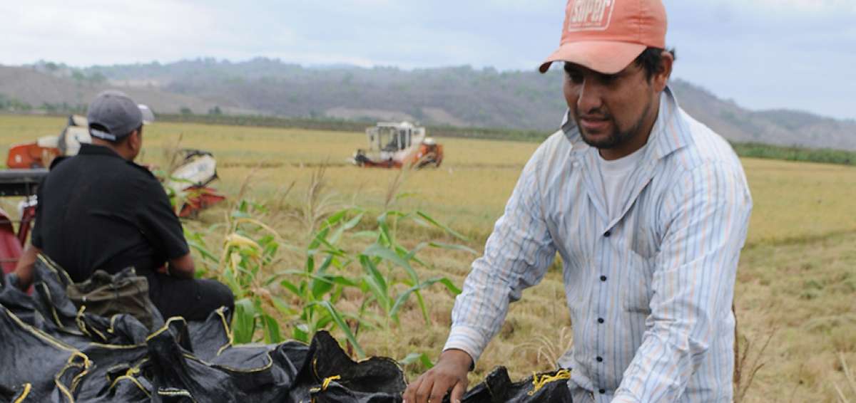 En el pico de la cosecha veranera de arroz, los productores esperan que la situaci&oacute;n del bajo precio de la gram&iacute;nea se solucione a la brevedad posible.