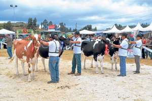 M&aacute;s de 100 ejemplares de las razas bovinas Holstein, Jersey y Piz&aacute;n permanecieron en 31 corrales. Foto: Carlos Jim&eacute;nez/El Tel&eacute;grafo