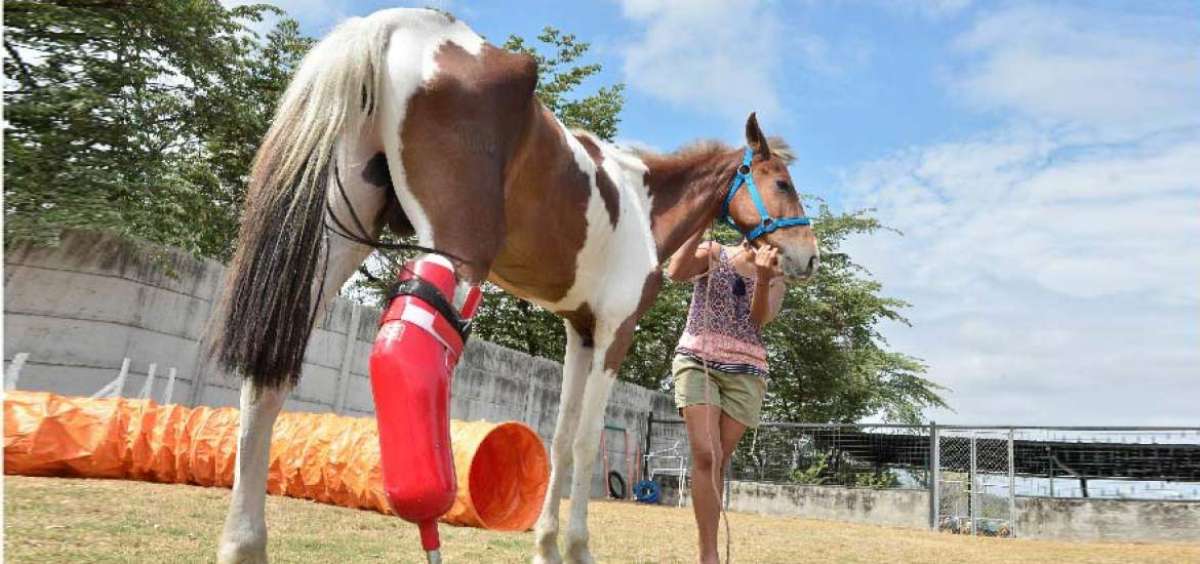 &lsquo;Ni&ntilde;o&rsquo;, que est&aacute; en la fase de rehabilitaci&oacute;n, cuando camina sobre las piedras provoca un ruido met&aacute;lico.    