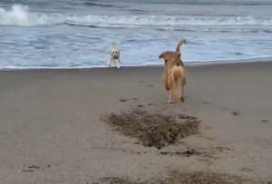 Un perro pasa la pelota a otro que tiene miedo a las olas. ¡Míralo!