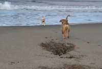 Un perro pasa la pelota a otro que tiene miedo a las olas. ¡Míralo!