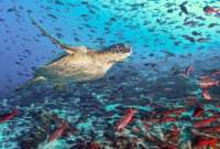 Todo lo que debes saber sobre la ampliación de la Reserva Marina de Galápagos