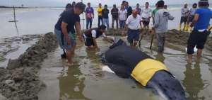El cet&aacute;ceo qued&oacute; varado y retorn&oacute; al mar luego de 7 horas.