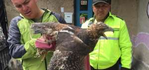 Interpol intercept&oacute; a m&aacute;s de 30.000 animales v&iacute;ctimas de tr&aacute;fico il&iacute;cito
