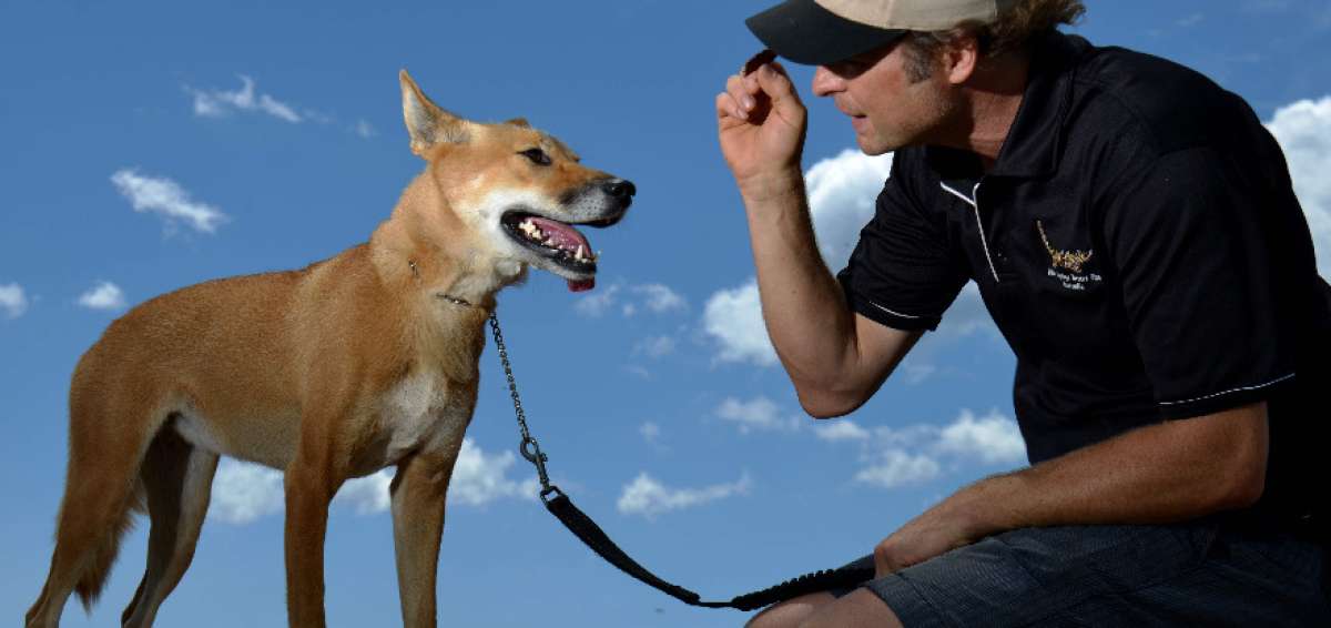   James Bornstein espera contribuir a la protecci&oacute;n de los dingos, cuyo n&uacute;mero disminuye debido a la p&eacute;rdida de su h&aacute;bitat y al mestizaje con los perros dom&eacute;sticos. 
