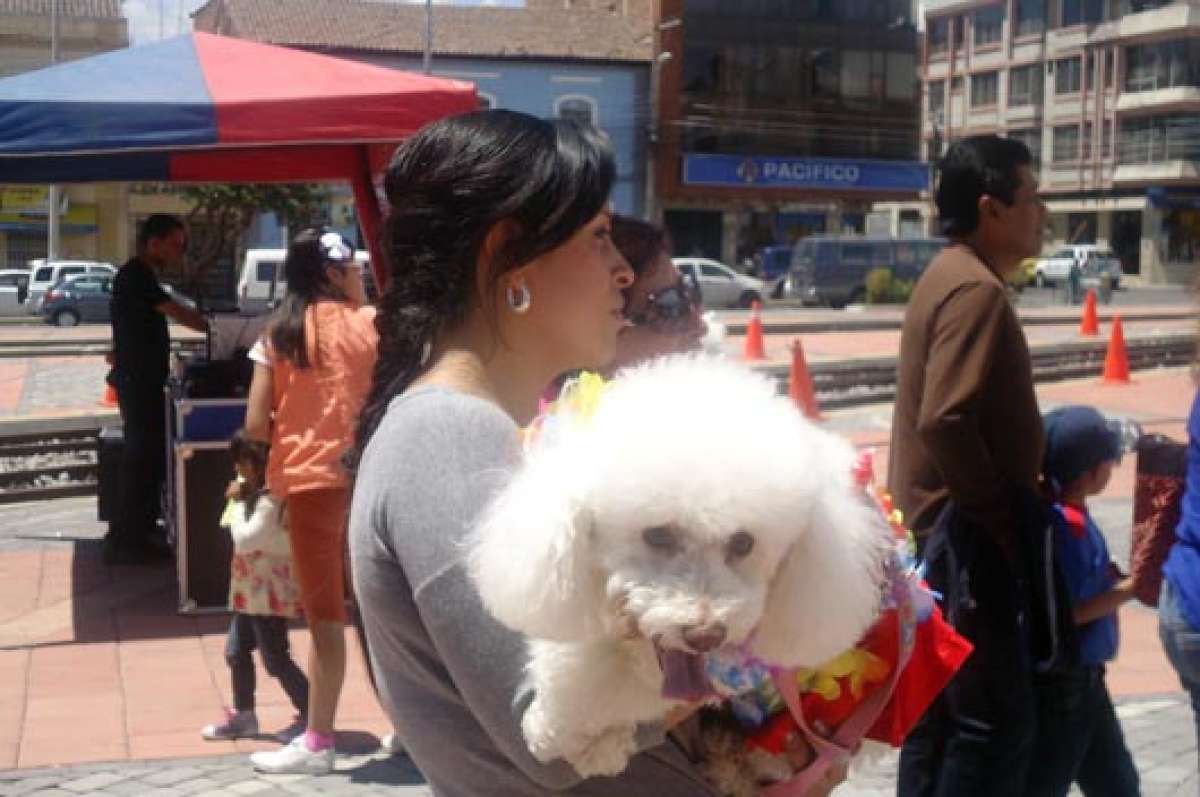 Para muchos, las mascotas son parte importante de las familias. Los visten, cuidan y sacan a pasear a diario. Foto: Elizabeth Maggi.