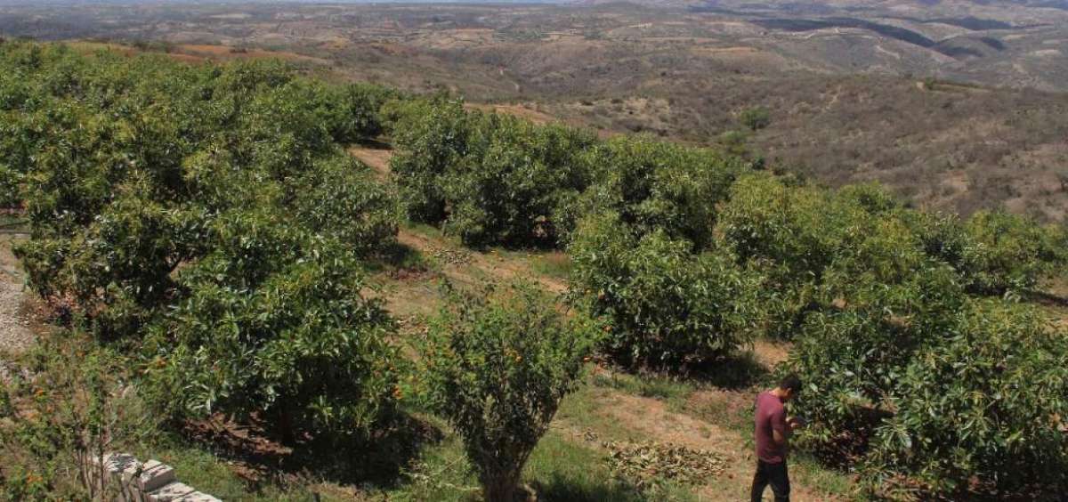 El aguacate se desarrolla bien en suelos profundos, de textura franco arenosa y es sensible a la asfixia radicular por falta de ox&iacute;geno.