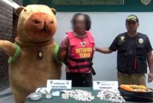 Perú: Policía disfrazado de capibara sorprende a un presunto narcotraficante 