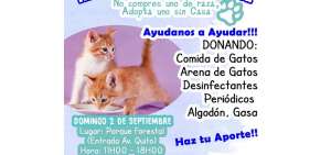 Animalistas realizan feria a favor de los gatos del Parque Forestal