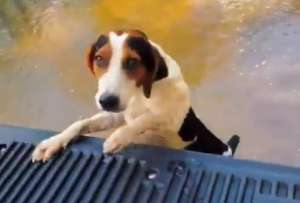 Voluntarios rescataron a un perrito de las inundaciones en C&oacute;rdoba. 