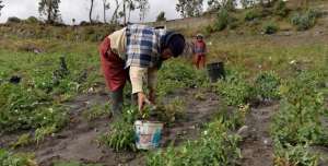 Papa, zanahoria, arveja, granadilla, ma&iacute;z y tomate, entre otros, fueron los productos m&aacute;s da&ntilde;ados por el polvo volc&aacute;nico. Foto: Roberto Ch&aacute;vez / El Tel&eacute;grafo 