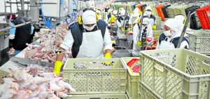 Ecuador exporta pavos hacia Bolivia