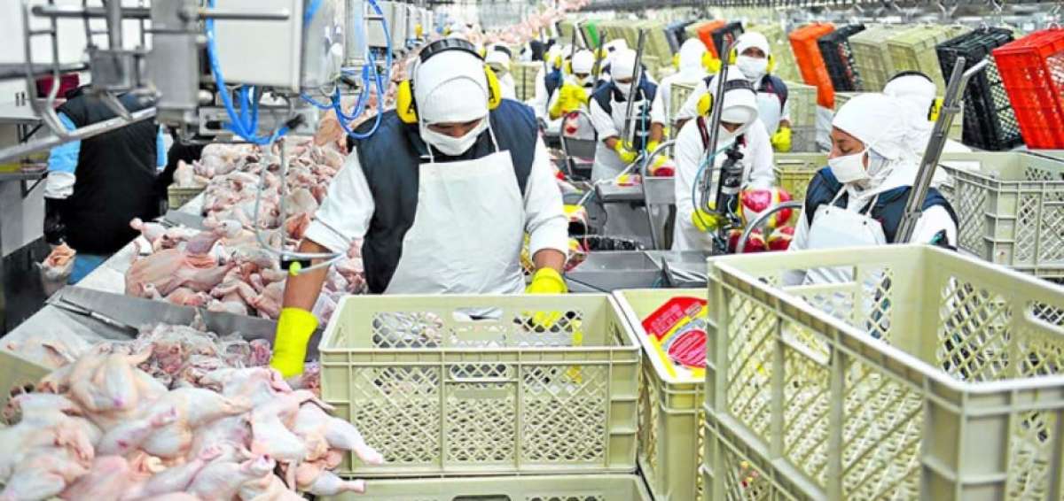 Ecuador exporta pavos hacia Bolivia
