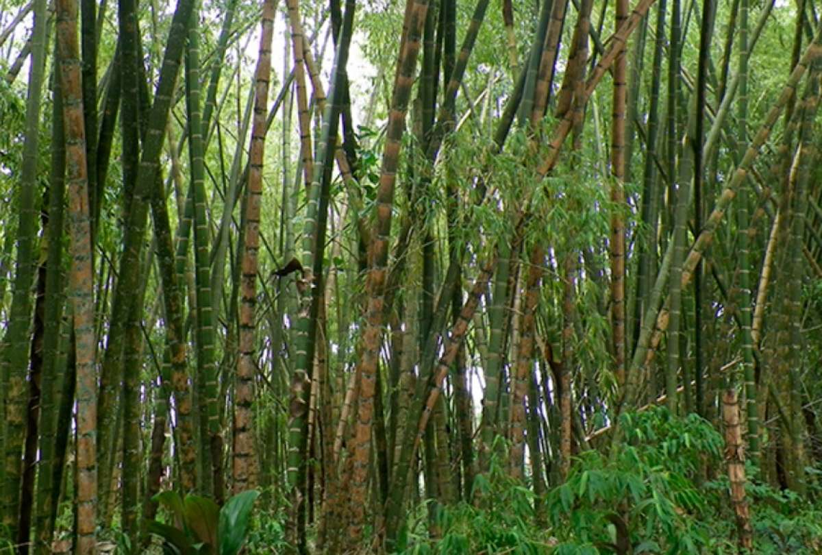 El bamb&uacute; es un material sustituto del pl&aacute;stico e ideal para la construcci&oacute;n