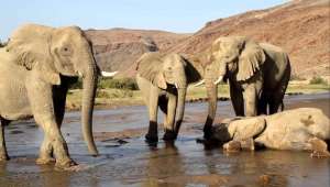 Los elefantes africanos suelen rodear los restos de ejemplares de su misma especie. Esto muestra que tienen emociones y un pensamiento abstracto. Cortes&iacute;a: Youtube