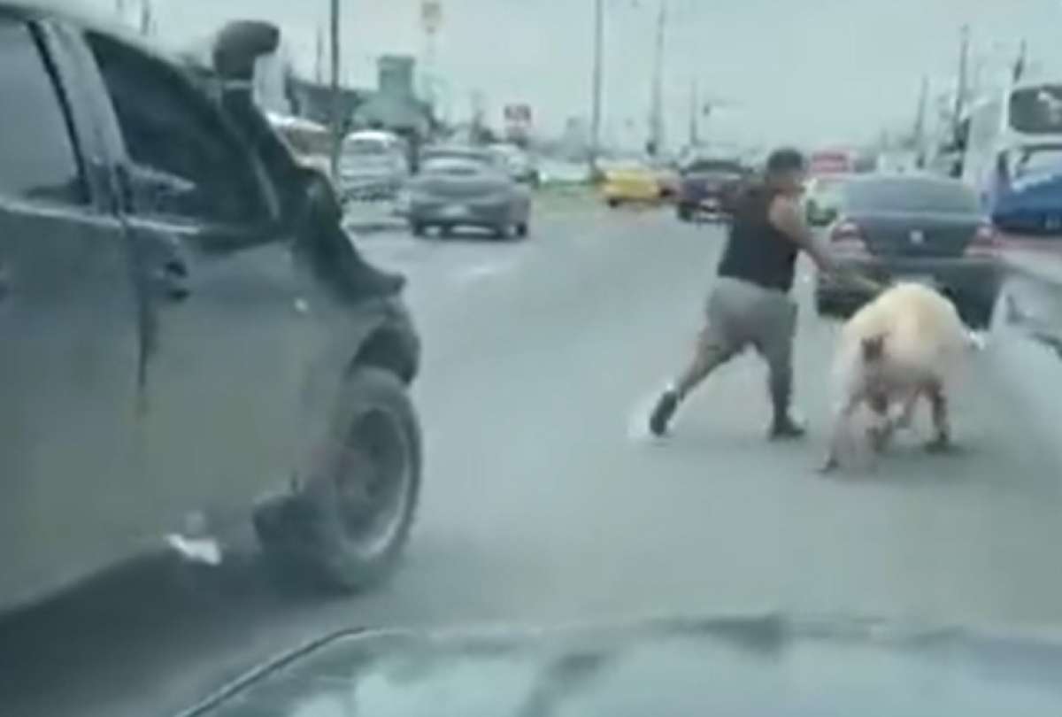 En Dur&aacute;n un chancho se cay&oacute; en plena avenida Nicol&aacute;s Lapentti.