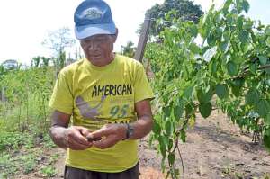 Agricultores de la zona buscan incursionar en la siembra de sacha inchi o man&iacute; del inca.