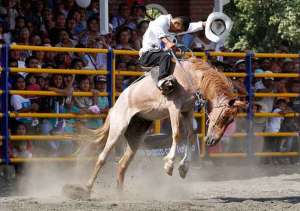 Los rodeos montuvios son una tradici&oacute;n en Salitre y Vernaza, Guayas. La actividad habr&iacute;a empezado en 1952. Archivo