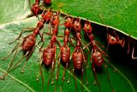 La mayoría de las hormigas se localizan en zonas cálidas.