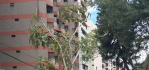 La adopci&oacute;n de los nuevos &aacute;rboles se realizar&aacute; en presencia de los vecinos.
