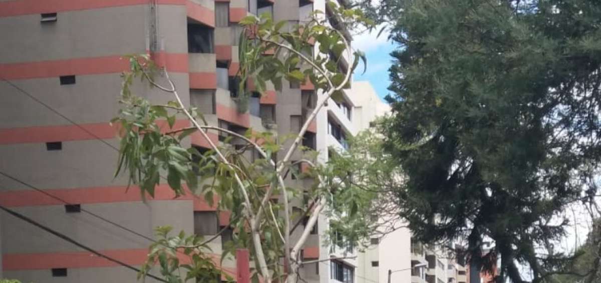 La adopci&oacute;n de los nuevos &aacute;rboles se realizar&aacute; en presencia de los vecinos.