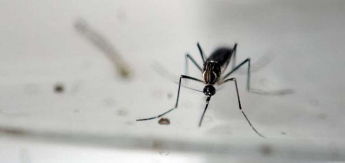 Dos casos de beb&eacute;s con microcefalia por zika se registran en Tailandia
