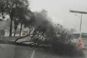 Caída de árbol en la av. Simón Bolívar deja una persona fallecida y una herida