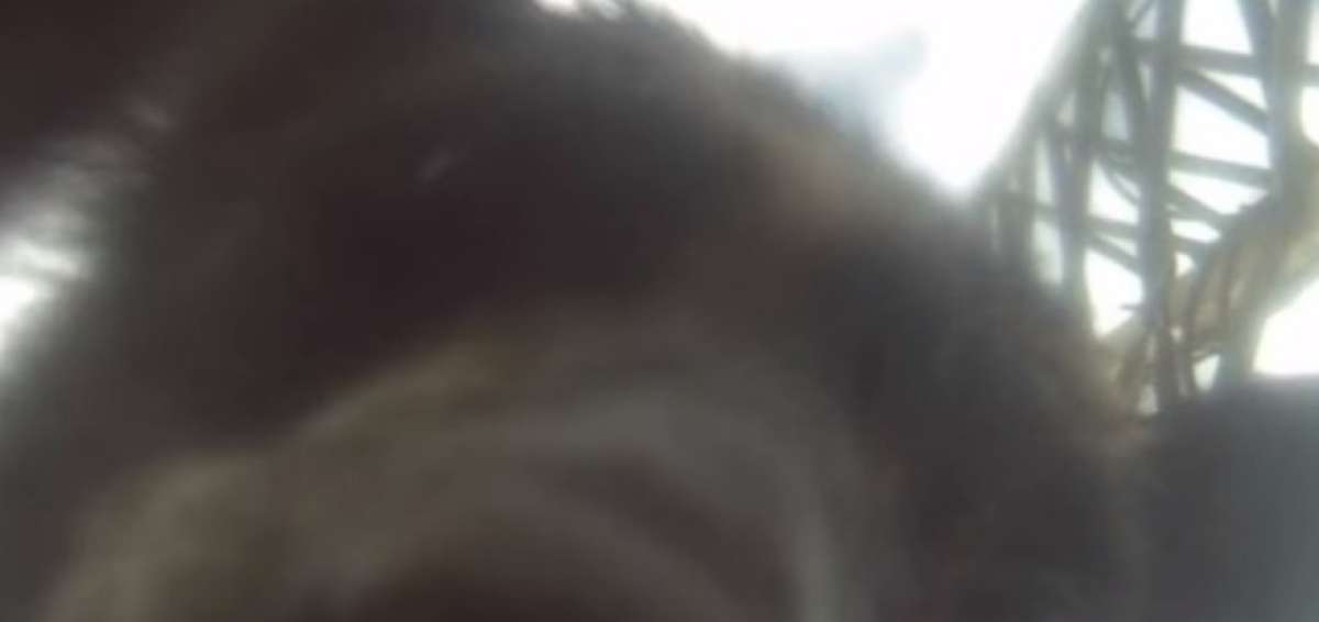 Travieso oso andino desactiva c&aacute;mara de vigilancia del IG