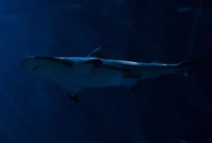 Un tiburón atacó a un ruso que residía en Egipto