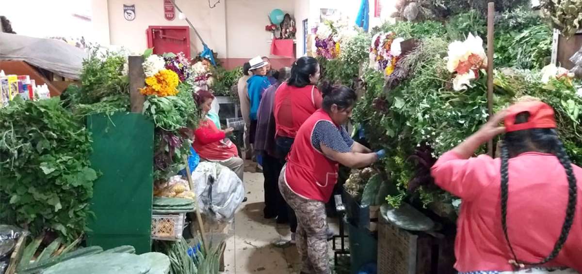 Las plantas medicinales dan un color especial al mercado 10 de Agosto. Sus vendedoras aseguran que curan muchos males, como dolores de cabeza, de piernas, de est&oacute;mago, entre otros.