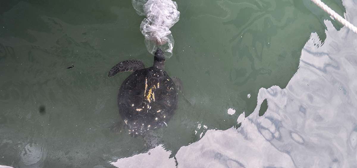 Aproximadamente a 3 kil&oacute;metros del arrecife se observ&oacute; una tortuga teniendo contacto con una funda que fue arrojada a la costa de Manta.